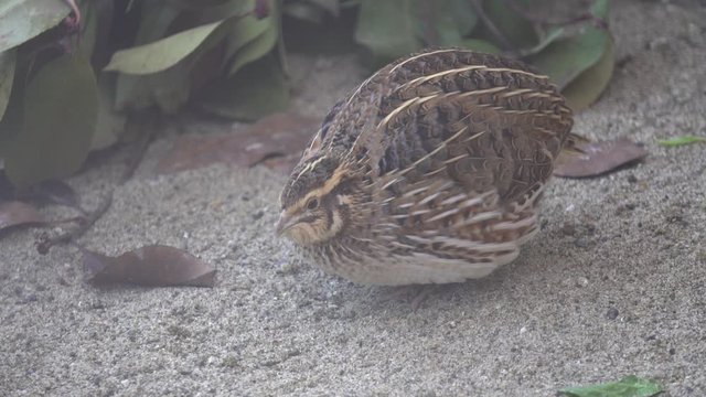 Quail in the breeding hut