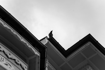 black anc white crow