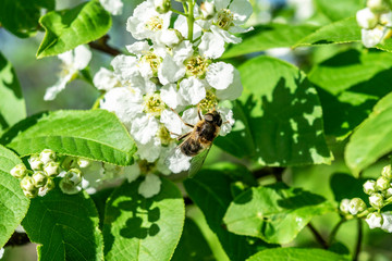 A bee pollinates and collects honey on the white flowers of a bird cherry. Summer and spring bright floral background with insect.