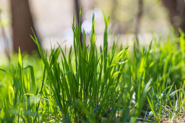 Green bush of grass and glare from the sun
