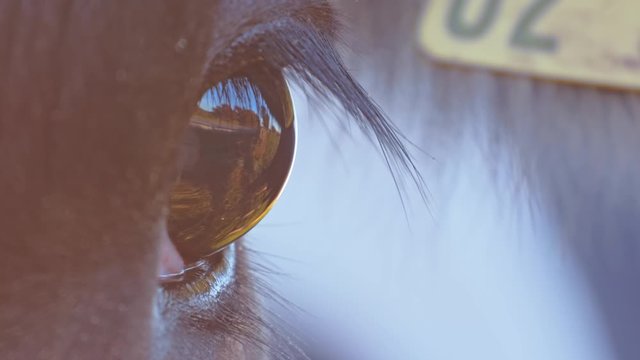 closeup of a horse's eye