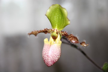 bud of a magnolia