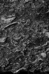 Shells texture.