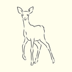 Young deer vector silhouette. fawn, vector sketch illustration