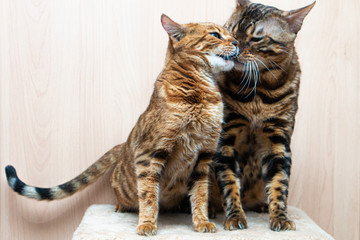 Bengal cats caress each other, love