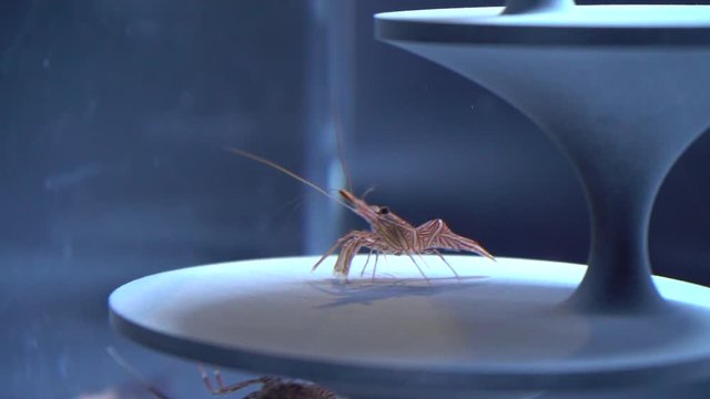 Objects and arab shrimp in the aquarium