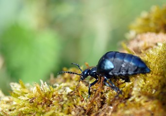 Schwarzblauer Ölkäfer (Meloe proscarabaeus)