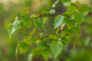 Fototapeta na wymiar Young spring birch leaves, selective focus. Place for text. Spring background with birch leaves. 