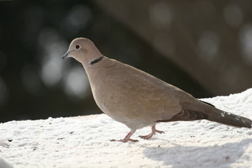 pigeon on the ground