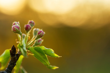 Branches of European pear (Pyrus communis) in bloom on a beautiful bokeh background. Pyrus communis, known as the European pear or common pear is a species of pear native to central and eastern Europe