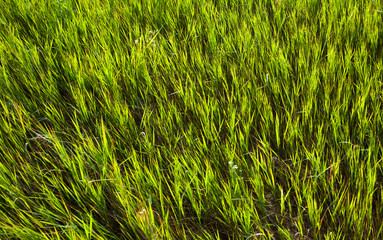 Green grass in the field