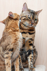 Bengal cats caress each other, love