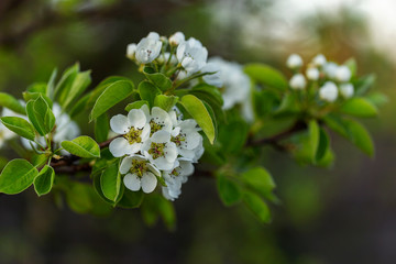 Branches of European pear (Pyrus communis) in bloom on a beautiful bokeh background. Pyrus communis, known as the European pear or common pear is a species of pear native to central and eastern Europe