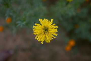 Single Yellow color Mexican marigold Flower