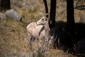 Naklejka na ściany i meble wild elk in yellowstone national park