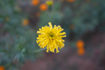 Single Yellow color Mexican marigold Flower