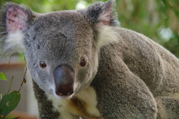 Koala bear