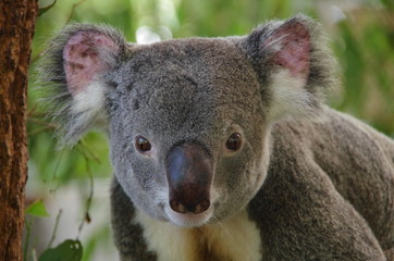 Koala bear