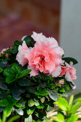 A cluster of blooming azaleas