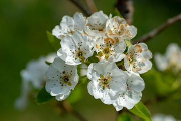 Pear tree flowers in the spring.Pear blossoms in the spring.