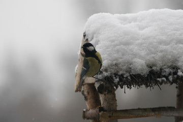 great tit in winter