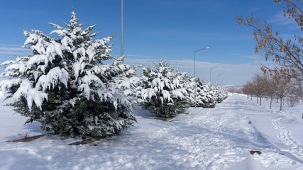 A snow-covered road lined with snowy pine trees at the edge in sunny day blue sky.