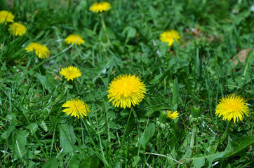 yellow dandelions on green grass in the spring