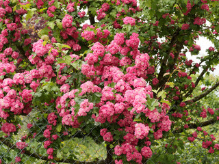Naklejka premium Crataegus laevigata in Rot | Rotdorn weigriffelige Weißdorn-Variante blüht pink, Weissdorn blüht weiss