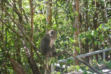 Monkey on trail to Sky Bridge from Skycab viewpoint in Langkawi Island. Vacation and holidays on Andaman Sea in Malaysia