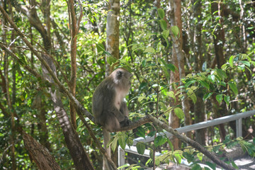 Monkey on trail to Sky Bridge from Skycab viewpoint in Langkawi Island. Vacation and holidays on Andaman Sea in Malaysia