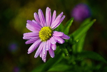 Obraz premium purple flower in the garden