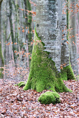 Moss on trees in winter forest