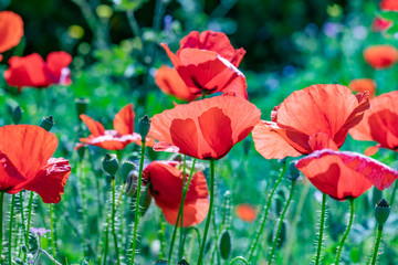 Fototapeta premium detail of red poppy flowers