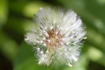 Pusteblume