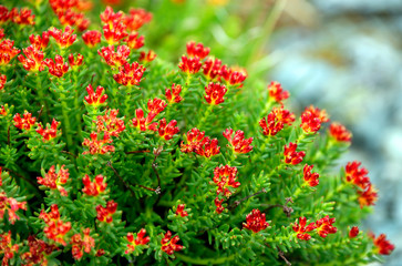 Alpine flowers in Altai Mountains, Siberia, Russian Federation