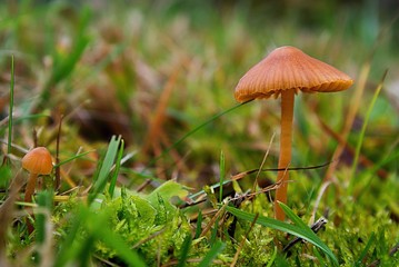 mushroom in the grass