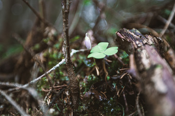 isolated clover