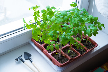 Young tomato seedlings in pots on white window. How to growing food at home on windowsill. sprouts...