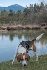 Beagle am Moorteich