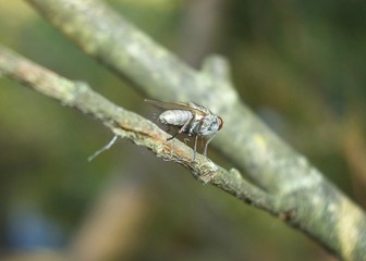 a fly on a bench