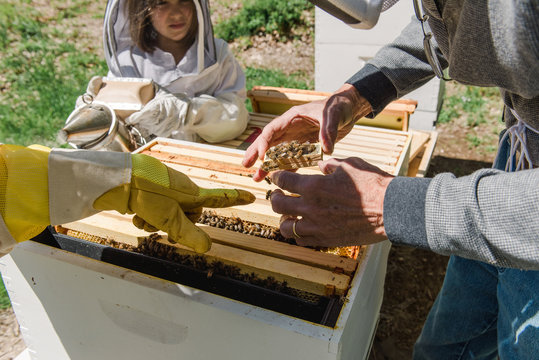 little girl observing her grandad taking care of the beehive