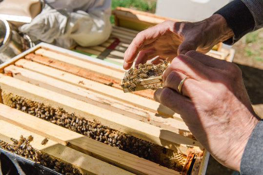 man checking on the new queen of a beehive with his bare hands