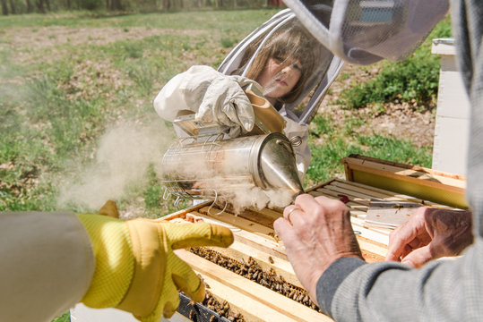 little girl putting smoke in the beehive to check on the hive