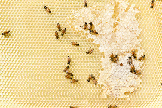close up of a new beehive