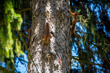 
Young squirrels climbing on a tree