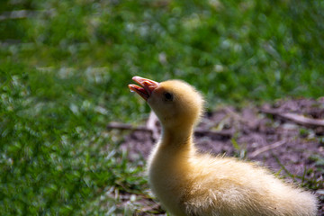 
Young ducklings lie in green grass