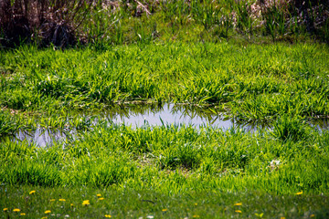 Obraz na płótnie Canvas Picturesque green meadow in late spring