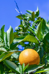 ripe orange hanging at the orange tree