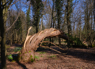 Tree in the forest bent in the storm, splintered wood