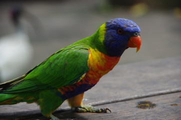 parrot